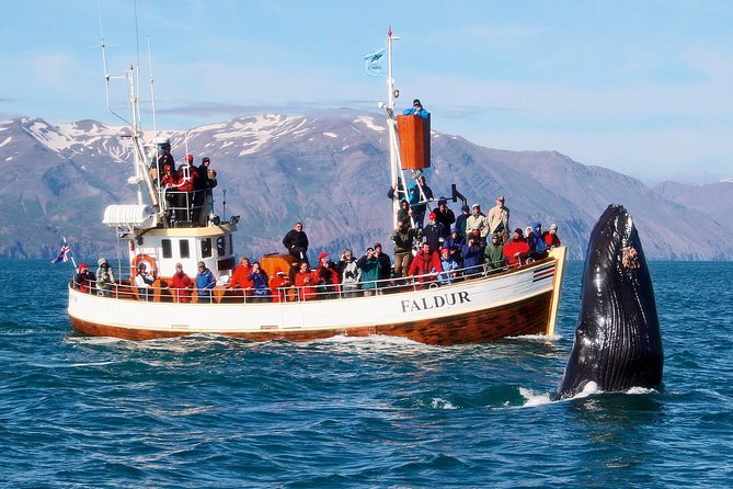 Traditional Whale Watching from Húsavík by Local Family Company - Why Húsavík is the right setting for whale watching