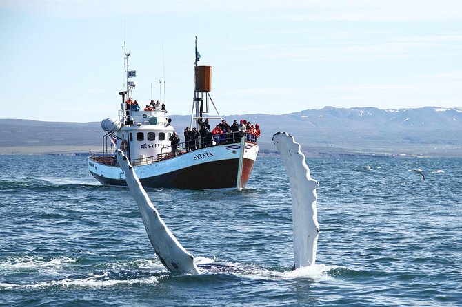 Traditional Whale Watching from Húsavík by Local Family Company - What you might see from the boat