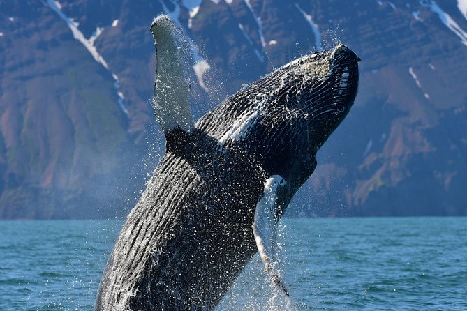 Traditional Whale Watching from Húsavík by Local Family Company - Warm clothing and the reality of Icelandic water