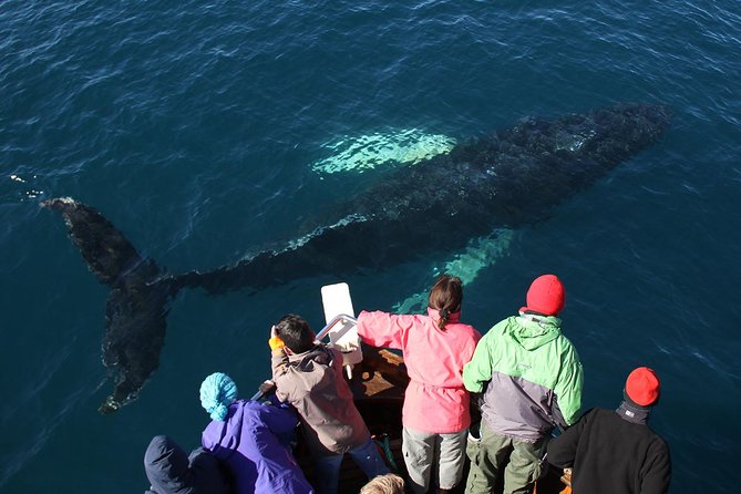 Traditional Whale Watching from Húsavík by Local Family Company - How the $102.58 price makes sense