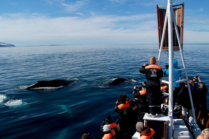 Traditional Whale Watching from Húsavík by Local Family Company - Group size, comfort, and who should choose it
