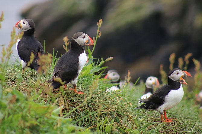 Two-In-One: Whale & Puffin Watching Tours from Reykjavik - The quick take