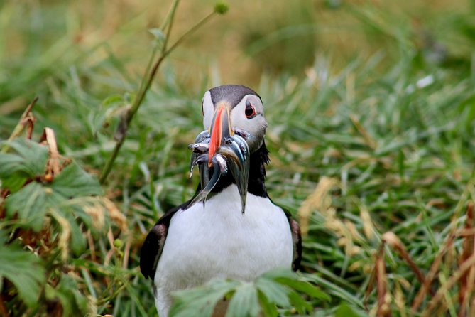 Two-In-One: Whale & Puffin Watching Tours from Reykjavik - Two separate tours, not one long cruise