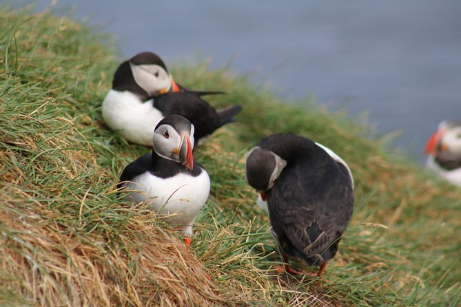 Two-In-One: Whale & Puffin Watching Tours from Reykjavik - Whale watching across Faxaflói Bay