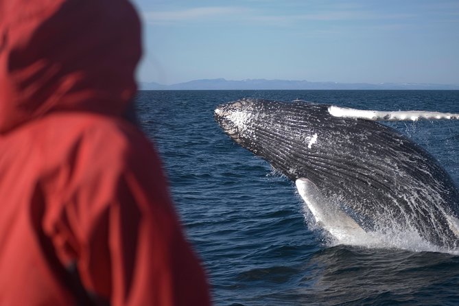 Two-In-One: Whale & Puffin Watching Tours from Reykjavik - How good is the wildlife value?