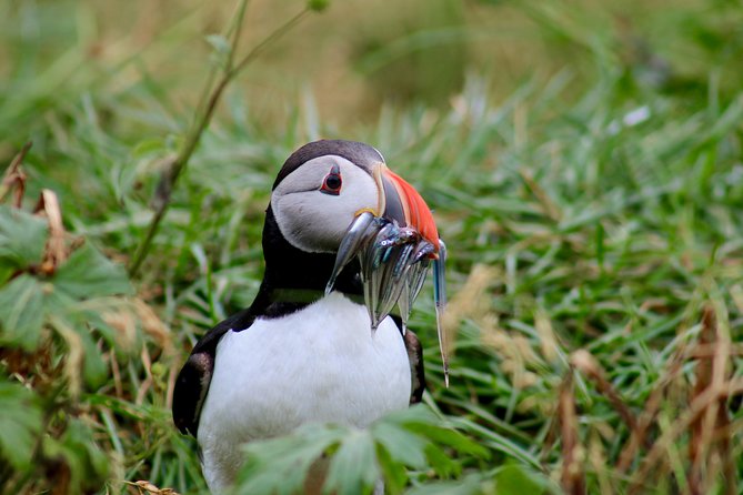 Two-In-One: Whale & Puffin Watching Tours from Reykjavik - Weather, cancellations, and planning
