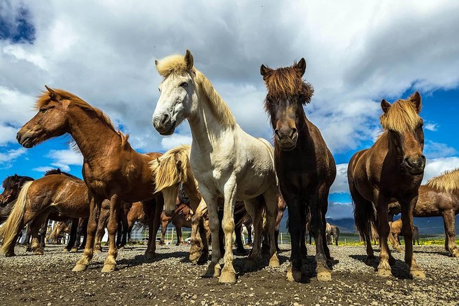 Viking Horse Riding and Golden Circle Tour from Reykjavik - Why this Reykjavik day trip works