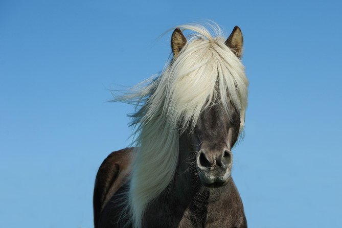 Viking Horse Riding and Golden Circle Tour from Reykjavik - The handoff from farm ride to sightseeing coach