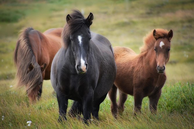 Viking Horse Riding and Golden Circle Tour from Reykjavik - Thingvellir: where geology and democracy meet