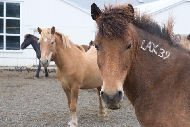 Viking Horse Riding and Golden Circle Tour from Reykjavik - Hveragerdi and the route details