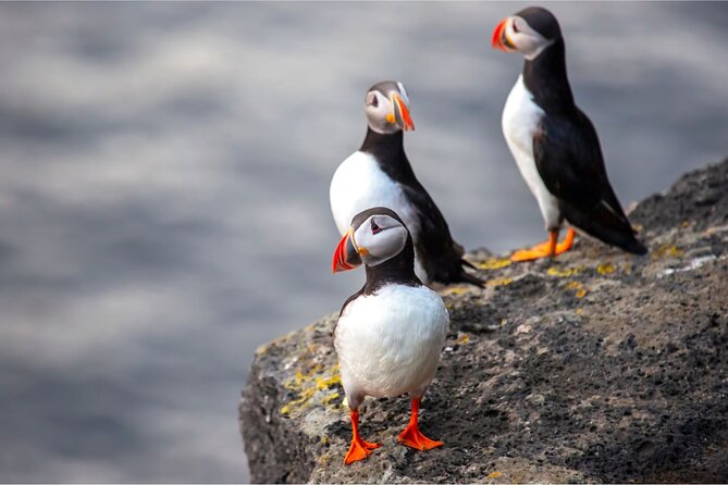 Westman Islands, Volcanoes and Puffins Small Group Tour - Is $245.55 a fair price?