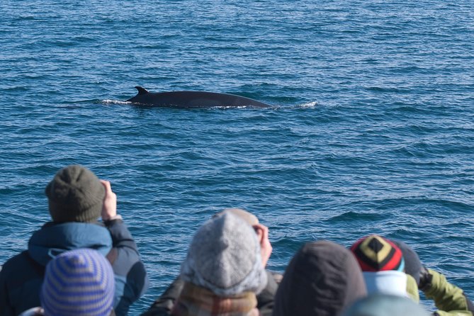 Whale Watching and Golden Circle Tour from Reykjavik - Key points to know before booking