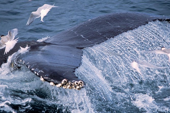 Whale Watching and Golden Circle Tour from Reykjavik - Thingvellir: geology and the birth of parliament