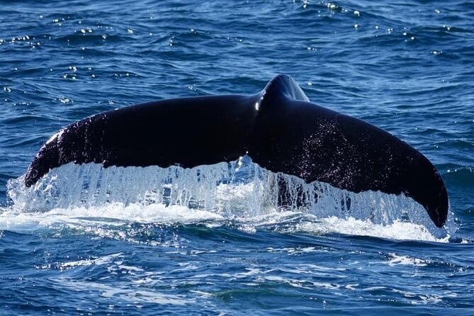 Whale Watching and Marine Life Tour in Reykjavik - Humpbacks, Minkes, Dolphins, and Porpoises