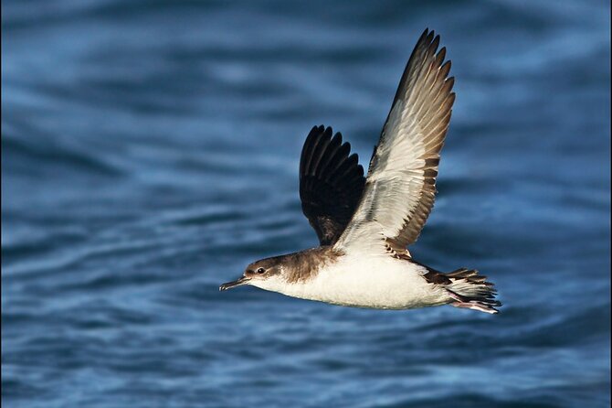 Whale Watching and Marine Life Tour in Reykjavik - Why the Guide Matters on Open Water