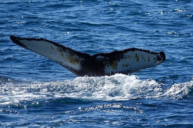 Whale Watching and Marine Life Tour in Reykjavik - A Responsible Approach to Whale Watching