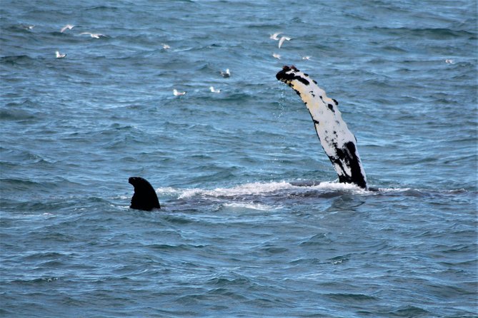 Whale Watching and Northern Lights Half-Day Combo Tour - Key points to know before booking