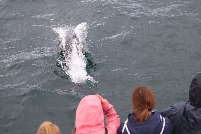 Whale Watching and Northern Lights Half-Day Combo Tour - Whale watching in Reykjavik Bay