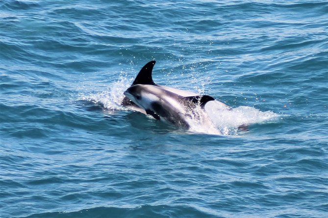 Whale Watching and Northern Lights Half-Day Combo Tour - Hunting the Northern Lights from the sea
