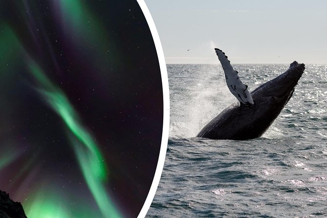 Whale Watching and Northern Lights Half-Day Combo Tour - Is $176 a fair price?