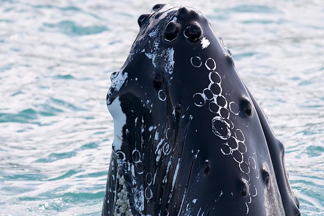 Whale Watching and Sea Angling Tour - Leaving Hafnargata 2 in Hauganes