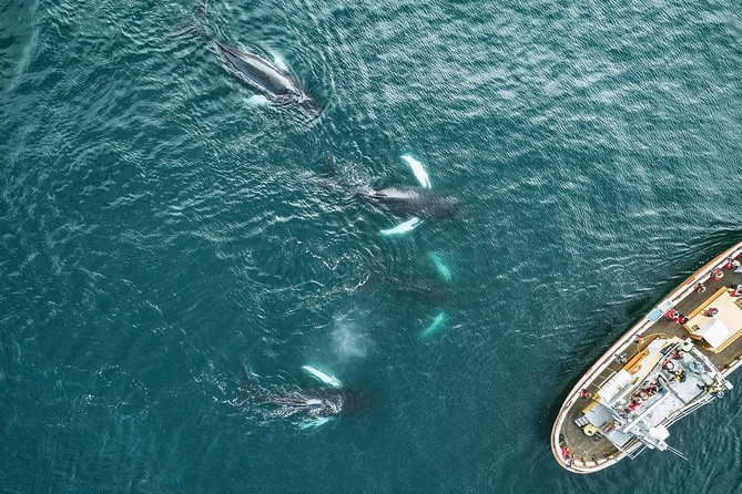 Whale Watching and Sea Angling Tour - The whale-watching portion of the trip