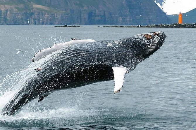 Whale Watching and Sea Angling Tour - What the $100 price includes