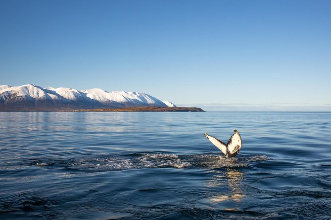 Whale Watching and Sea Angling Tour - Warm overalls make a real difference