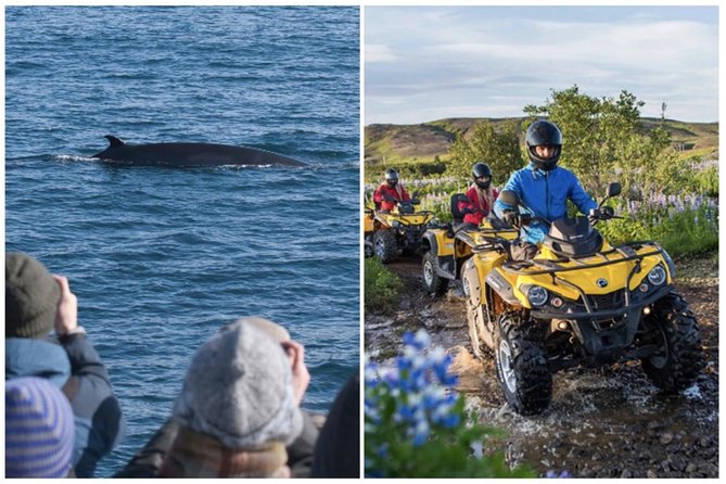 Whale Watching & ATV Adventure from Reykjavik - The change from quad bike to whale boat