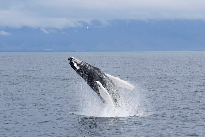 Whale-Watching Boat Tour with Expert Guide from Reykjavik - What you may see in the bay
