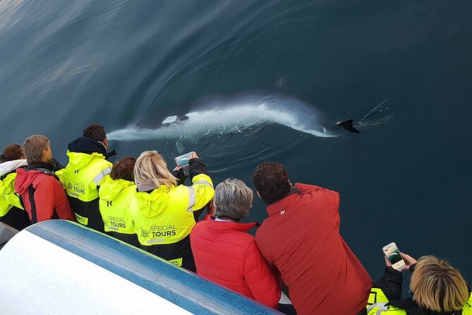 Whale-Watching Boat Tour with Expert Guide from Reykjavik - Rough seas are part of the decision