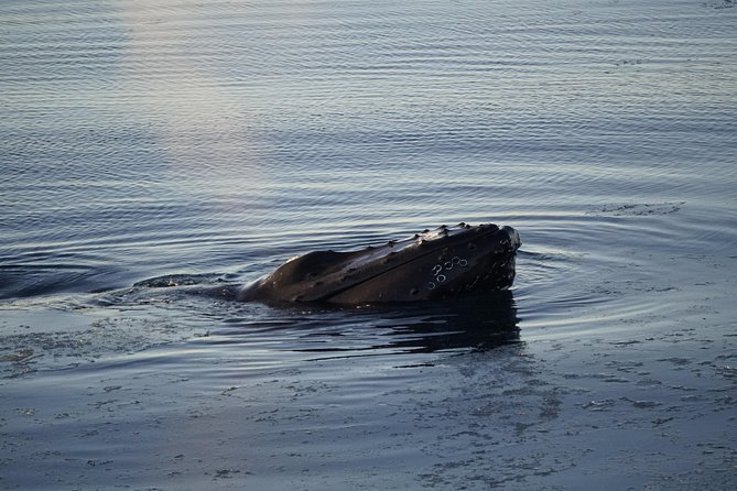 Whale-Watching Boat Tour with Expert Guide from Reykjavik - Who will enjoy this trip most?
