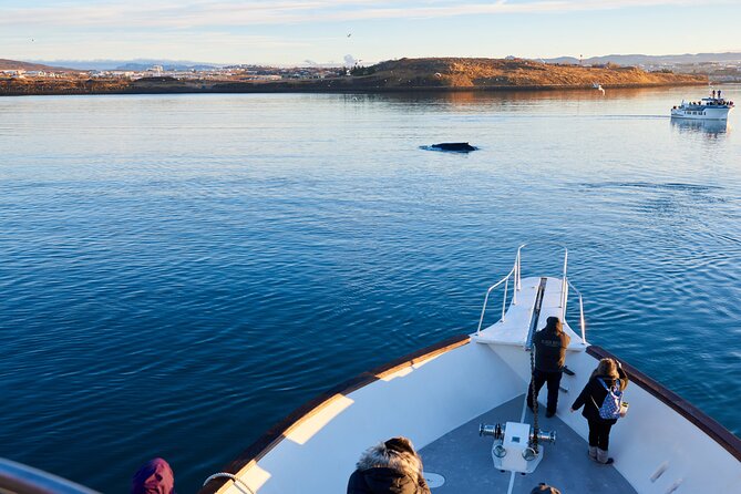 Whale Watching Cruise on a Yacht in Reykjavik - Leaving Ægisgarður and Reykjavík’s Old Harbour