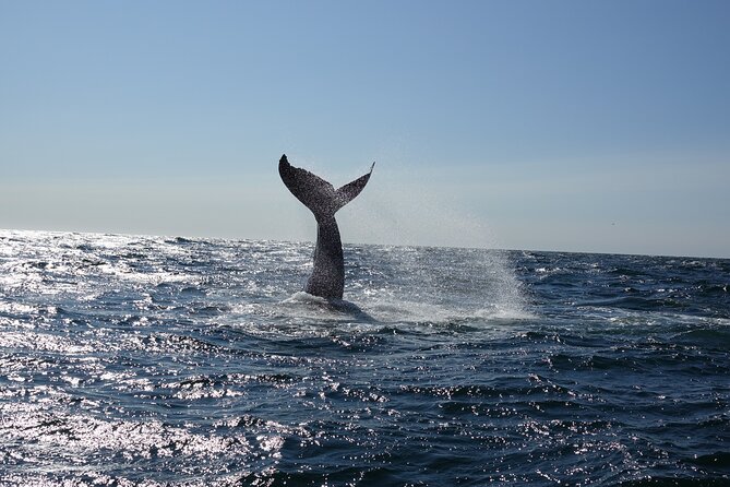 Whale Watching Cruise on a Yacht in Reykjavik - The islands you pass on the way