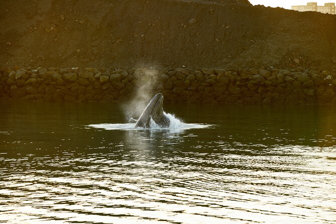 Whale Watching Cruise on a Yacht in Reykjavik - What you may see in three hours