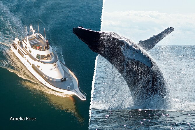 Whale Watching Cruise on a Yacht in Reykjavik - The yacht, viewing decks, and comfort