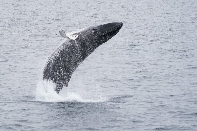 Whale Watching Cruise on a Yacht in Reykjavik - How the guide and crew affect the trip