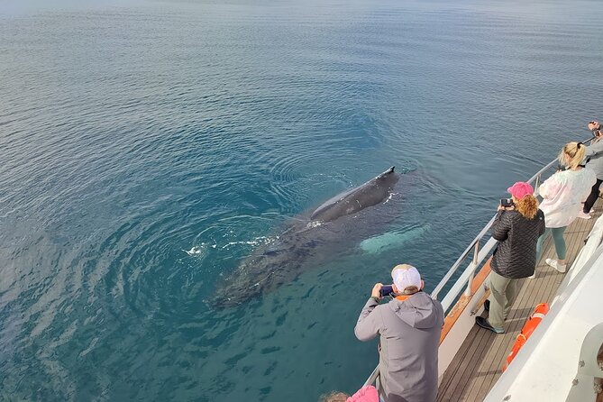 Whale Watching & Dolphin Yacht Cruise - Staying warm when Iceland acts like Iceland