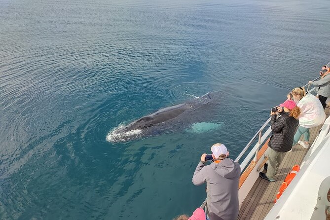 Whale Watching & Dolphin Yacht Cruise - What the three-hour route gives you