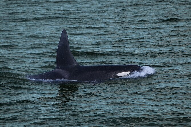 Whale Watching & Dolphin Yacht Cruise - Wildlife sightings and what to expect from them