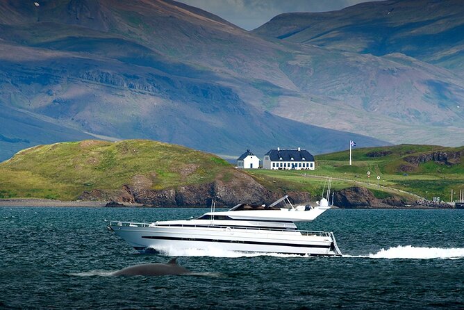 Whale Watching & Dolphin Yacht Cruise - Who will enjoy this yacht cruise most?