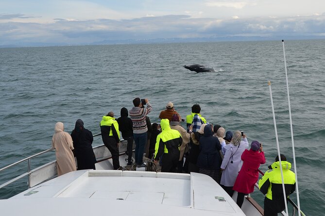 Whale Watching & Dolphin Yacht Cruise - The search across Faxafloi Bay