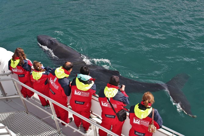 Whale Watching from Downtown Akureyri - Key points at a glance