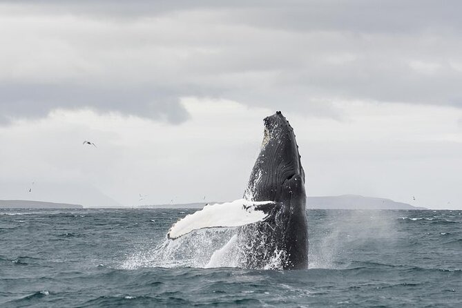 Whale Watching from Downtown Akureyri - Why Akureyri is a strong whale-watching base