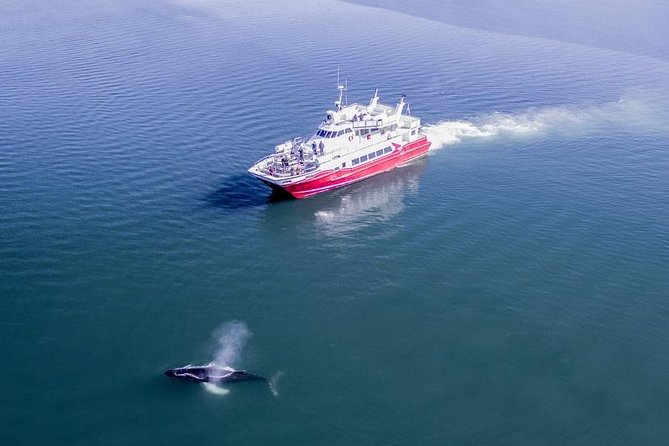 Whale Watching from Downtown Akureyri - Choosing between warm windows and open-air platforms
