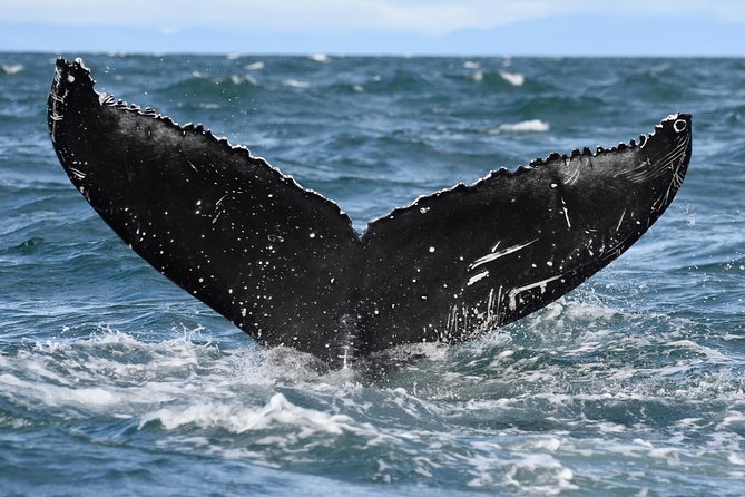 Whale Watching from Downtown Akureyri - Weather, seasickness, and timing