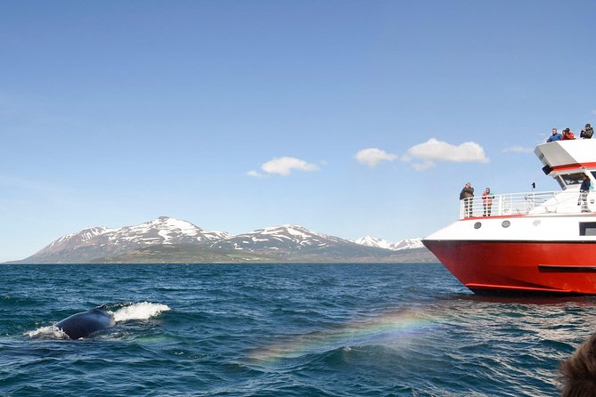 Whale Watching from Downtown Akureyri - Boarding at Oddeyrarbót 2 in downtown Akureyri