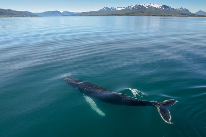 Whale Watching from the Heart of Akureyri - Key points before you book