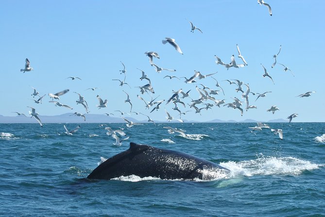 Whale Watching from the Heart of Akureyri - Eyjafjörður, a fjord built for whale watching