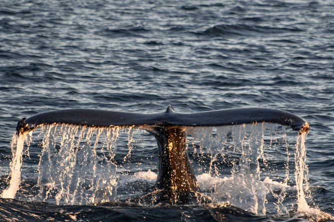 Whale Watching from the Heart of Akureyri - Warm clothing and the best place to watch